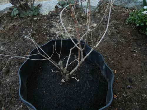 2月18日(金)「スノーベル」を植えました!_f0060461_2013231.jpg