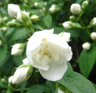 2月18日(金)「スノーベル」を植えました!_f0060461_20191980.jpg