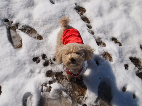 雪が降りましたね。_e0125264_203495.jpg