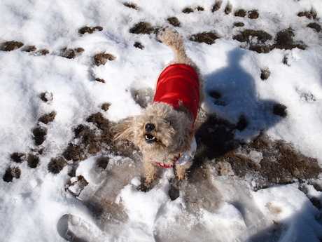 雪が降りましたね。_e0125264_2043221.jpg