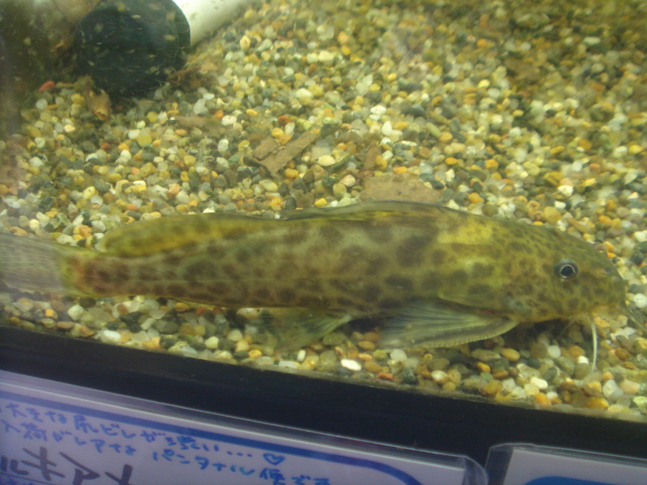 リミックス名東店熱帯魚 リミックス名東店熱帯魚