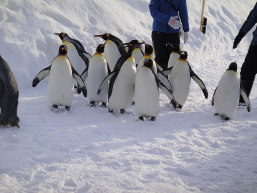 ペンギンのお散歩_f0002265_22285557.jpg