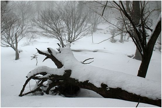 仰烏帽子山登山、福寿草は雪の下_d0102968_2322383.jpg