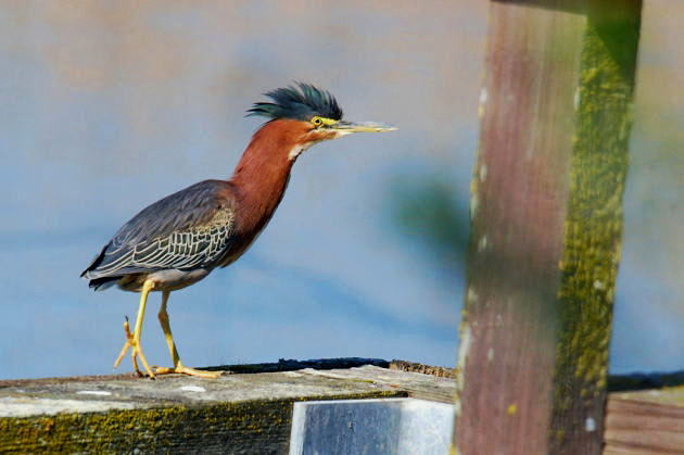 Green Heron - アメリカササゴイ_a0126969_639551.jpg