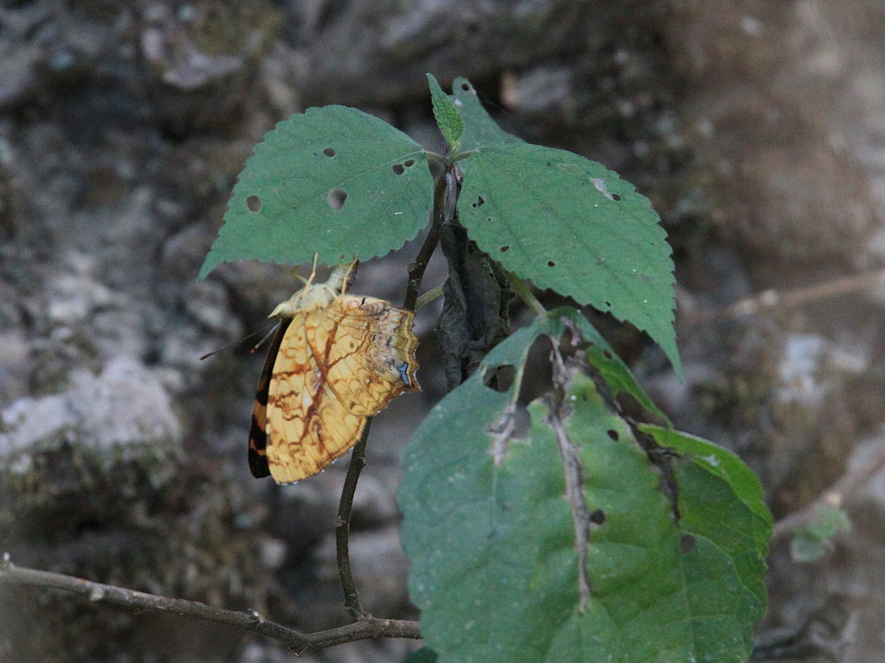 a0146869_70620.jpg