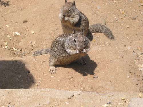 野生動物 太った地リス 絵を描きながら