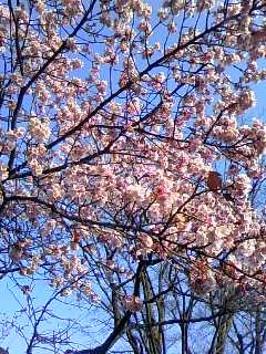 小石川植物園_c0087481_129782.jpg