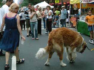 ニューヨークの犬　～大きい犬～_f0182885_11571836.jpg