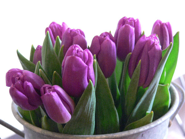 紫のチューリップ フラワーショップデリカの花日記