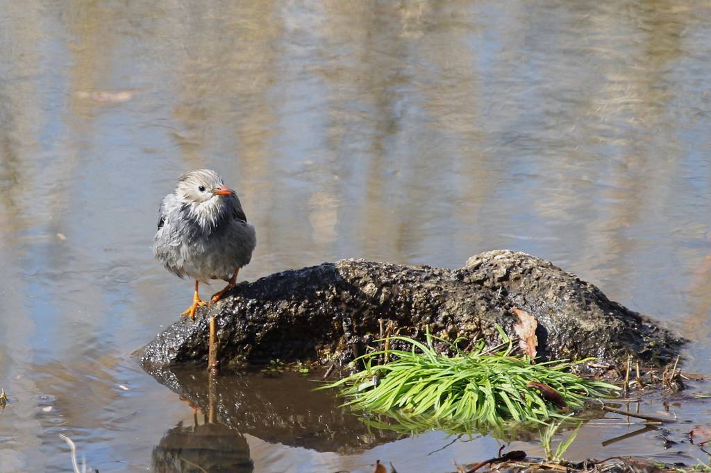 番外 珍鳥ギンムクドリ(その2)水浴び_b0024798_97067.jpg