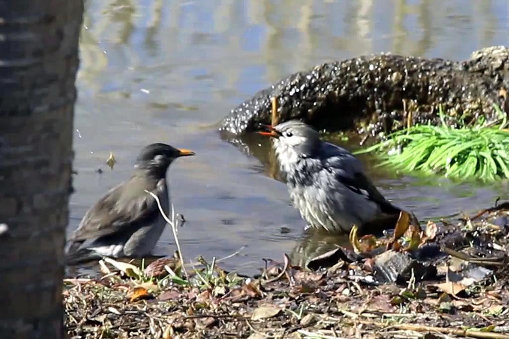 番外　珍鳥ギンムクドリ（その２）水浴び_b0024798_973716.jpg