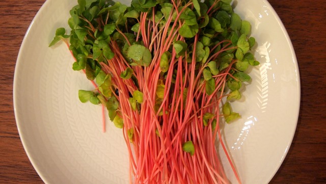 茎が赤いワケ ハナトモのベルギー スウェーデン オーストラリア シンガポール日記 茎が赤いワケ ハナトモのベルギー スウェーデン オーストラリア シンガポール日記