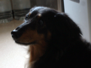 f0232522_11521880.gif