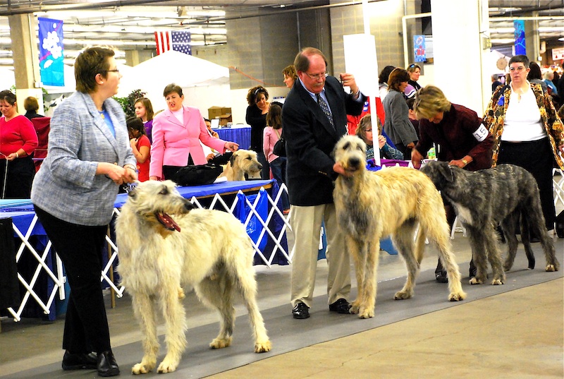 Rocky Mountain Cluster Dog Show_c0150224_9361867.jpg