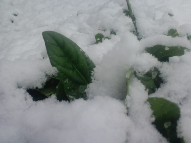 a0046530_052403.jpg