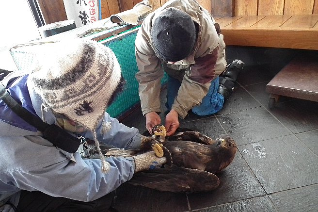 ワシが鶏を食らい、人はキジを食べ_f0118332_23241792.jpg