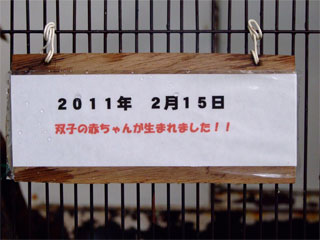 ピグミーマーモセットの双子ちゃん誕生_a0179837_2134411.jpg