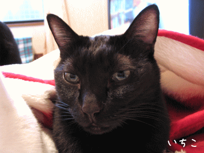 a0166338_13515424.gif