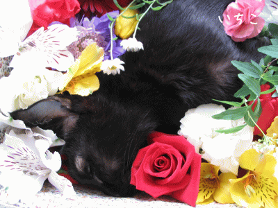 a0166338_1403367.gif