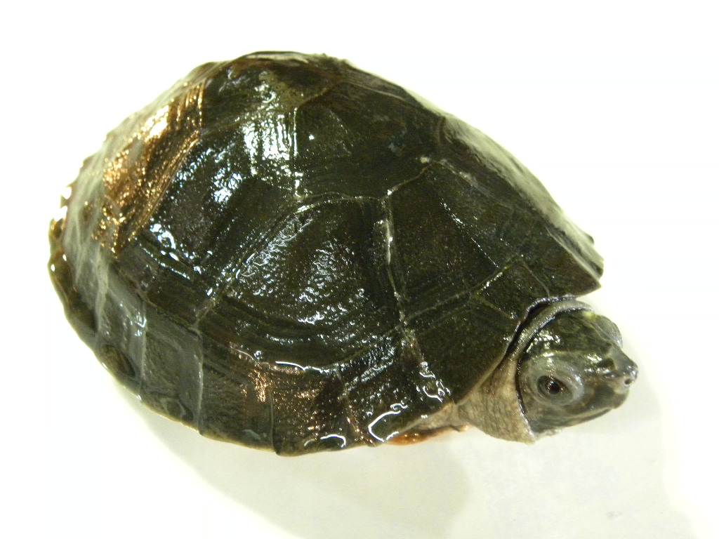 ボルネオカワガメ ワイルドベビー個体 49800 Hippocampus ボルネオカワガメ ワイルドベビー個体 49800 Hippocampus