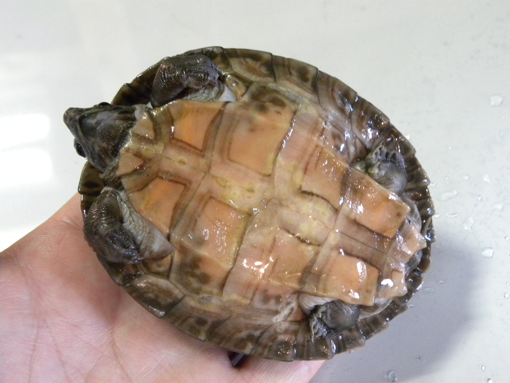 ボルネオカワガメ ワイルドベビー個体 49800 Hippocampus ボルネオカワガメ ワイルドベビー個体 49800 Hippocampus
