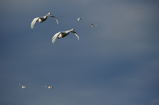 川島町 ハクチョウ飛来地10_f0222161_20535063.jpg