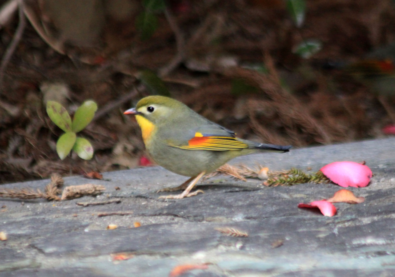 花びらとソウシチョウ♪_f0139465_093870.jpg