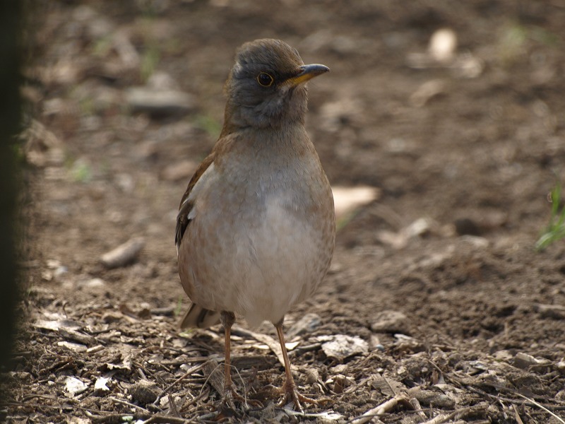 『シロハラ・白梅・白い・・・・・＾＾』　梅林公園にて_d0054276_1953193.jpg