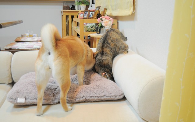 かぼちゃん、いいの?_a0126590_07987.jpg