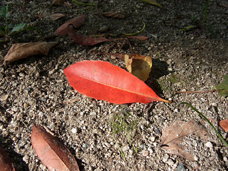 ホルトノキ（舞鶴公園 2010/10/28撮影）_f0204094_233084.jpg