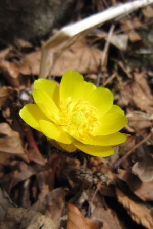 仰烏帽子山の雪解け・・・福寿草開花情報。_b0125397_1713437.jpg