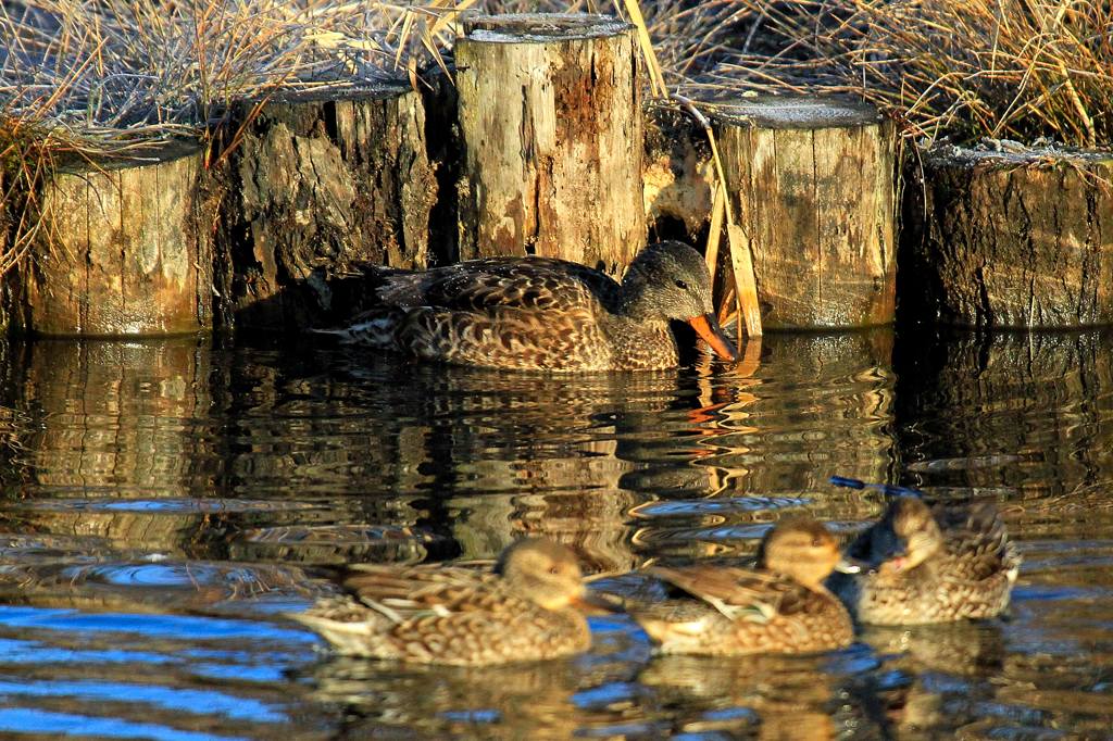 綾瀬市で撮った８５番目の鳥・オカヨシガモ♀_b0024798_80398.jpg