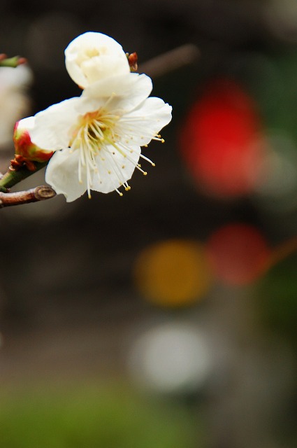 東長谷寺 薬王院の梅_a0169902_228989.jpg