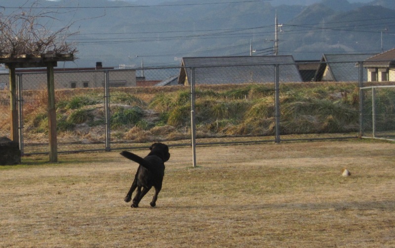 鹿肉１０キロで１００リットルの冷凍庫が満杯♪_d0081210_1327081.jpg