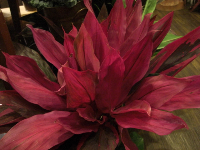変わった花材_f0226713_18114319.jpg