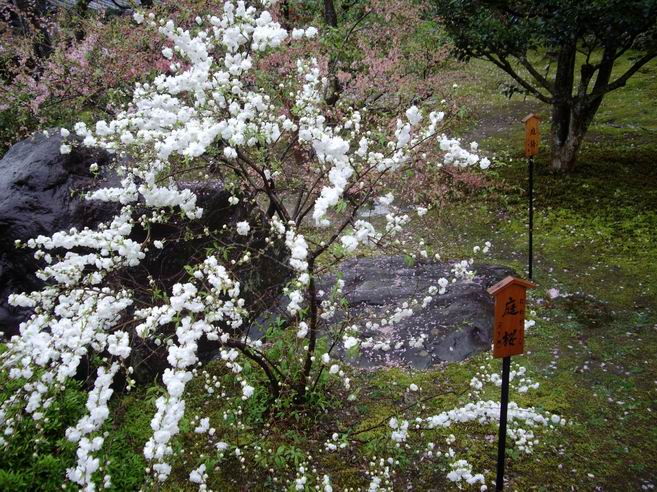 花見京都 12 天龍寺庭苑 竹林步道 自然就好 花見京都 12 天龍寺庭苑 竹林步道 自然就好