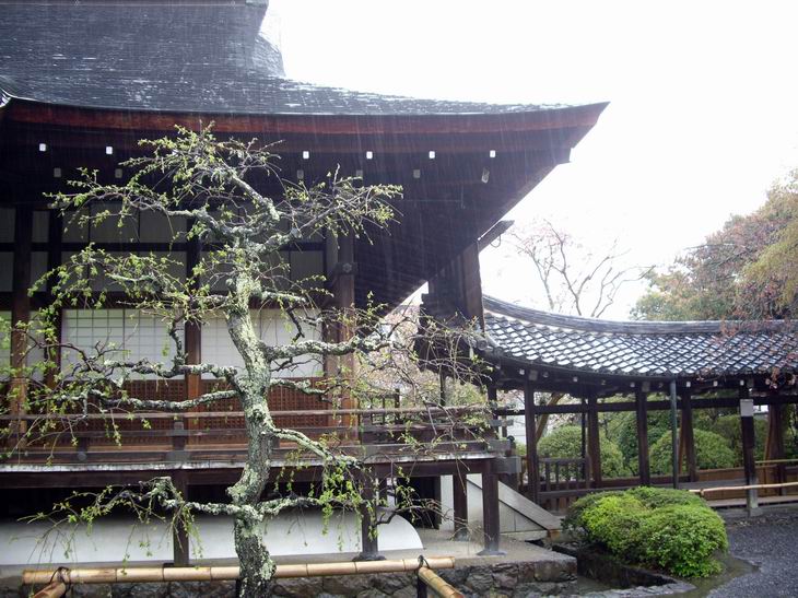花見京都 12 天龍寺庭苑 竹林步道 自然就好 花見京都 12 天龍寺庭苑 竹林步道 自然就好