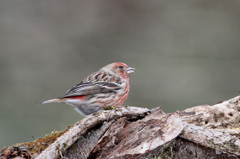 お山で鳥撮り_b0179023_20555337.jpg