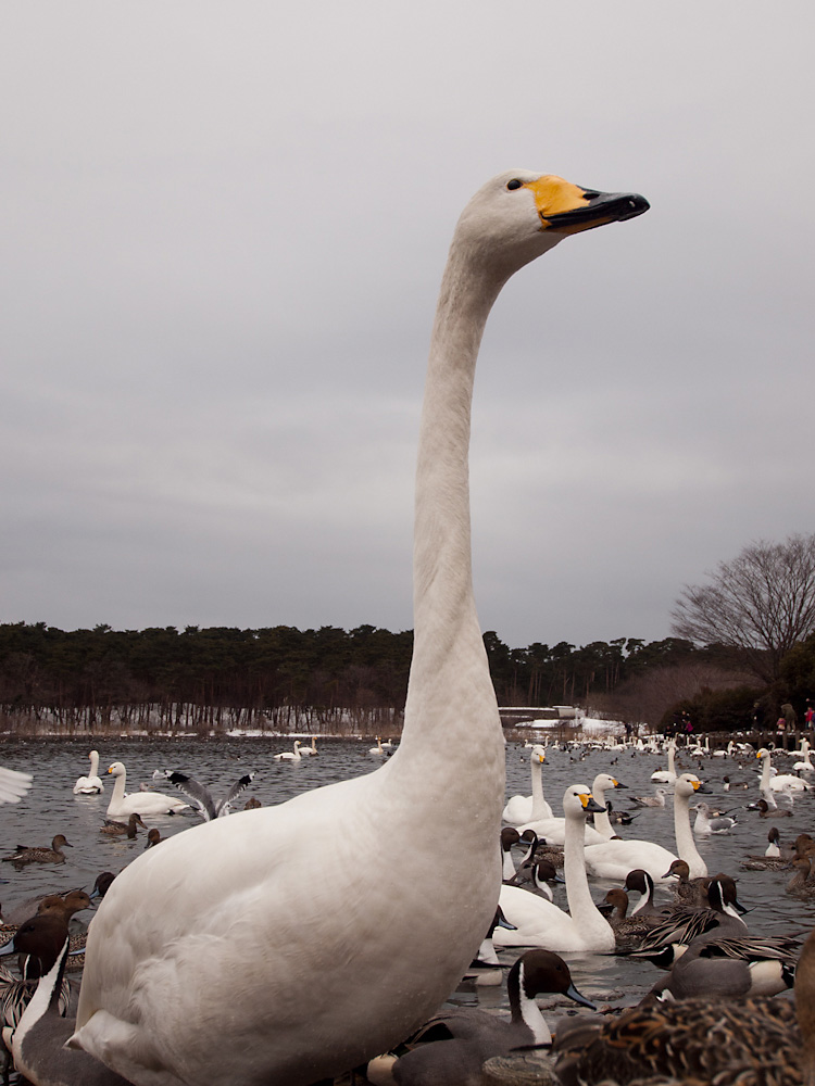 飛ぶ白鳥 とことこ写真館 飛ぶ白鳥 とことこ写真館
