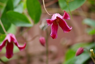 f0170524_1212097.jpg
