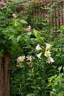 f0170524_121355.jpg