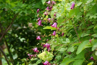 f0170524_1213793.jpg
