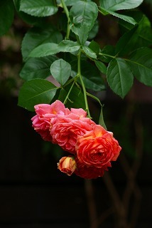 f0170524_121846.jpg