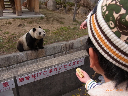 王子動物園サポーターズデイ　パンダ編_e0188555_2272733.jpg