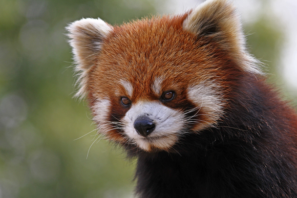 上海野生動物園　まとめ_b0207658_1485327.jpg