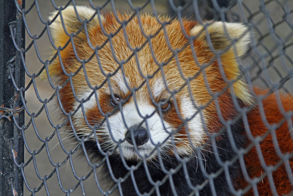 上海野生動物園　まとめ_b0207658_1541815.jpg