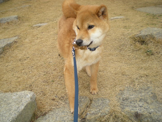 2011年2月20日(日)遼くんのことで・・・!_f0060461_18287.jpg
