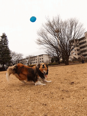 b0180764_2330058.gif