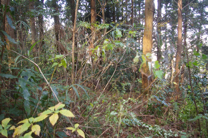 スギ林に木漏れ日が！第２回六国見山森林公園の手入れ_c0014967_1142533.jpg
