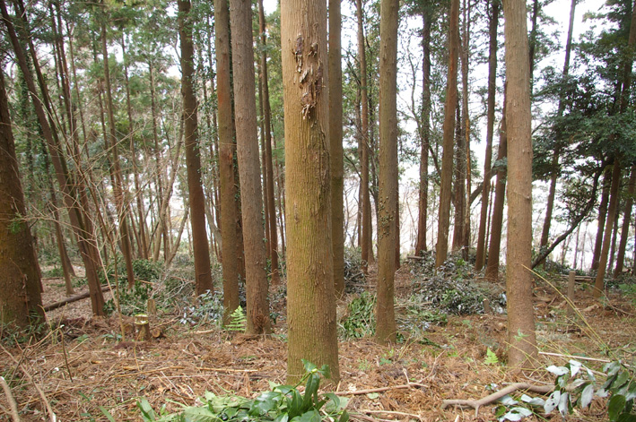 スギ林に木漏れ日が！第２回六国見山森林公園の手入れ_c0014967_1162759.jpg